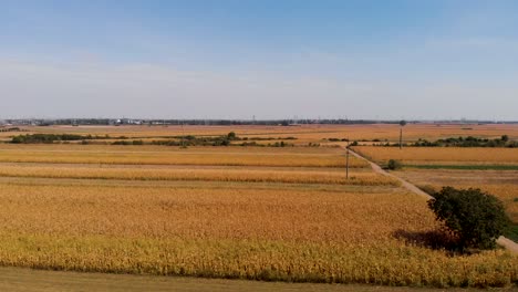 Luftaufnahmen-Mit-Landwirtschaftskonzept-Von-Maisfeldern-Im-Vordergrund-Und-Im-Hintergrund