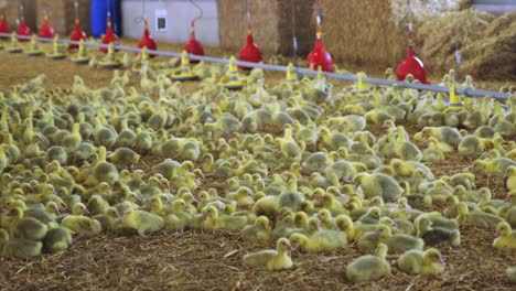 Large-group-of-Geese-hatchlings-inside-barn-with-automated-food-and-water-system