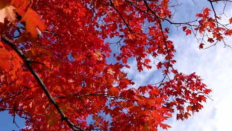 Bunte-Leuchtend-Rote-Herbstblätter-An-Einem-Windigen-Tag-4k