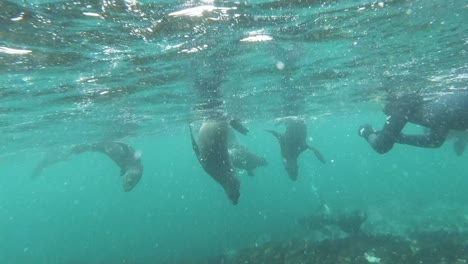 Woman-diver-with-GoPro-snorkeling-with-sea-lions-in-shallow-water