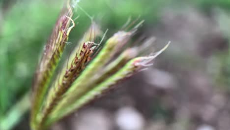 Extreme-close-up-of-a-green-spike-swinging-by-the-wind