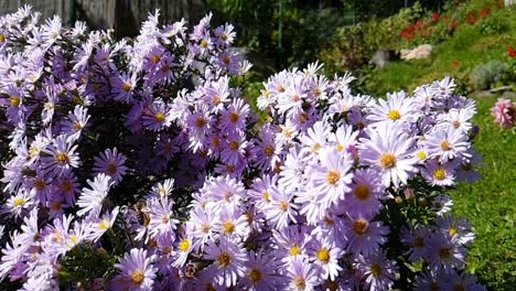 Pollination-of-violet-flowers-aster-in-the-garden