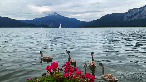 Wide-footage-of-Mondsee-lake-overlooking-to-an-Austrian-Alps-with-swan-floating,-red-flowers-and-a-sail-boat-in-the-background