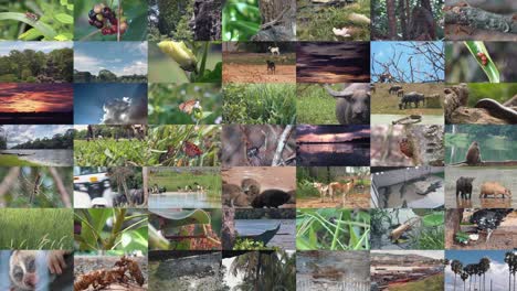 Multiple-Screens-of-Wildlife-and-Nature-Clips