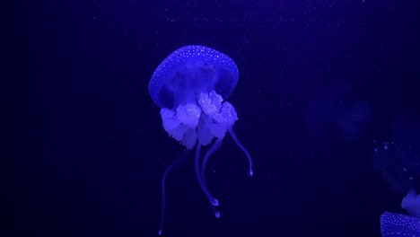Purple-glowing-jellyfish-medusa-swimming-in-the-dark-blue-water