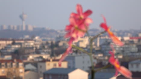 Ein-Rosafarbener-Blumenblumenbaum-In-Einem-Topf-Auf-Dem-Balkon-Einer-Wohngebäudewohnung-Mit-Einem-Stadtbild-Als-Hintergrund-In-Paris,-Frankreich