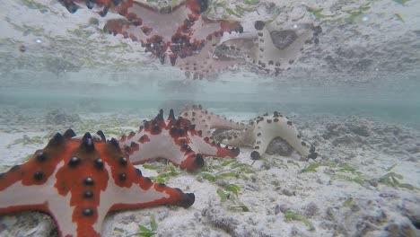 Slow-motion-video-of-colourful-starfish-sitting-on-the-ocean-floor-creating-a-reflection-on-the-water