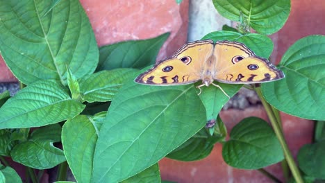 Orange-Butterfly-on-a-Plant