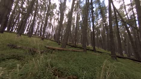 slow-and-low-fly-through-a-forest-on-a-hill