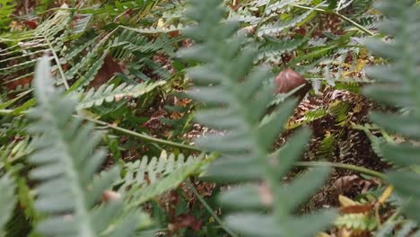 Fern-plant-in-the-forest