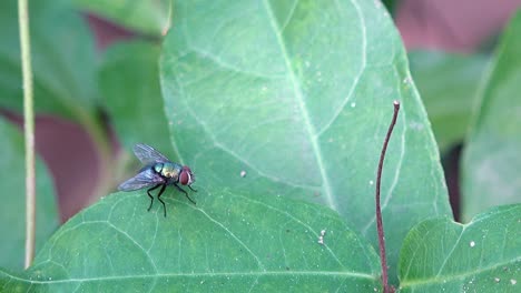 Close-Shot-of-a-Fly-on-a-Green-Leaf