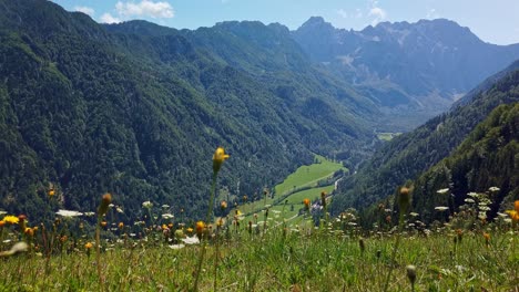 Alpine-flowers-on-meadow-with-mountains-and-valley-in-background,-Logar-valley-and-Kamnik-Savinja-Alps-in-Slovenia