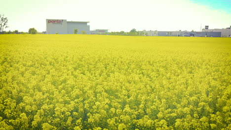 drone-fly-close-and-quite-fast-over-a-canola-field-heading-to-a-furniture-store