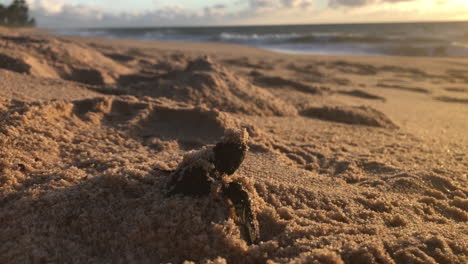 Meeresschildkröte-Winziges-Jungtier,-Das-An-Einem-Schönen-Morgen-Das-Nest-Im-Sand-Mit-Dem-Meer-Im-Hintergrund-Verlässt