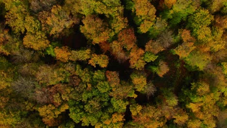 drone-flight-over-beautiful-autumn-colored-forest-with-rotating-camera
