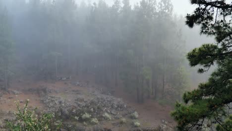 Morning-fog-and-mist-hang-over-a-pine-forest-on-the-island-of-Tenerife-high-up-volcanic-mountain
