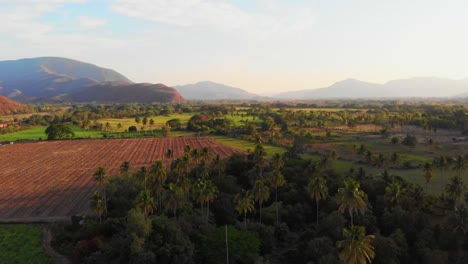 Palmen-Säumen-Landwirtschaftliches-Grundstück-Mit-Bergkette-Am-Horizont