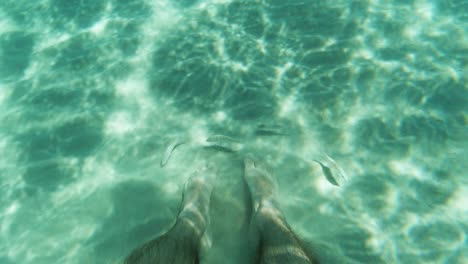 Fish-follow-close-man-feet,-look-for-food-in-clear-turquoise-sea-sand