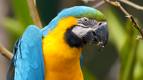 Close-up-shot-of-a-cute-Blue-And-Yellow-Macaw-feeding-corn-from-his-claw