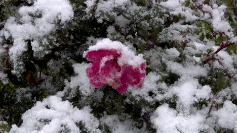 Rosa-Rose-Mit-Fallendem-Schnee-Bedeckt