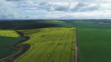 Aerial---Flying-above-vast-canola-field-in-countryside,-green---yellow-contrast