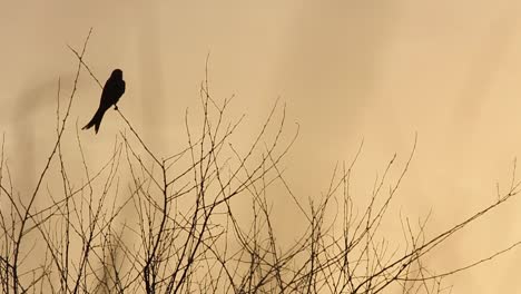 Two-Beautiful-Black-Birds-Sit-On-Tree-Branches-In-The-Wild