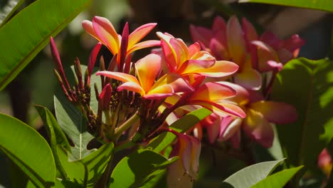 Close-up-of-frangipani-plant-blooming,-stunning-yellow-and-pink-flowers