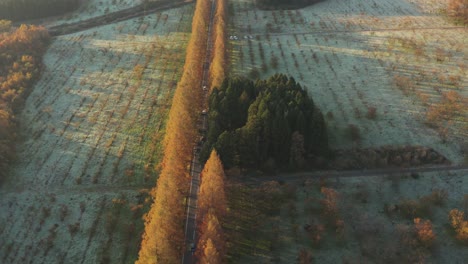 Aerial-Metasequoia-Namiki-reveal,-cold-autumn-morning-in-Japan