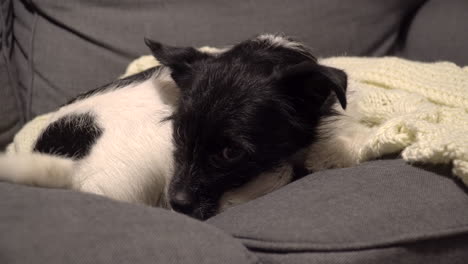Dog-with-black-and-white-fur-wags-its-tail-while-lying-on-the-sofa