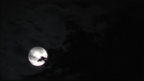 Full-moon-at-night-behind-a-tree