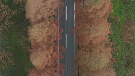 Meta-sequoia-Namiki-Top-down-Aerial-View,-Cars-Driving-Below