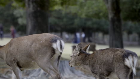 Young-Japanese-Sika-Deer-calf-or-fawn-trying-to-feed-from-mother-in-Nara-park