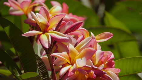 breeze-blowing-softly-on-the-frangipani-plant