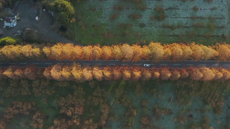 Metasequoia-Namiki-Von-Oben-Nach-Unten-Anzeigen,-Während-Autos-Auf-Der-Ländlichen-Straße-In-Japan-Fahren