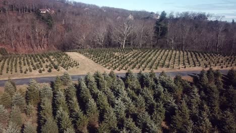 Aerial,-Christmas-Tree-Farm,-Watauga-County-NC-in-4k