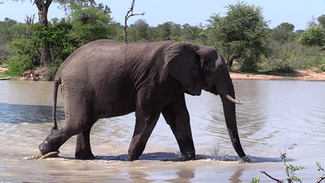 Lone-elephant-bull-walks-through-shallow-water-with-green-forest-in-background
