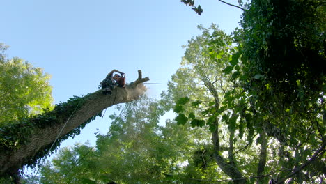 Skilled-female-arborist-dismantles-a-tree-with-ash-dieback,-low-angle