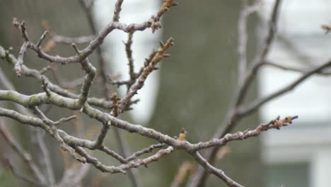 Close-up-of-twigs-on-winter-day