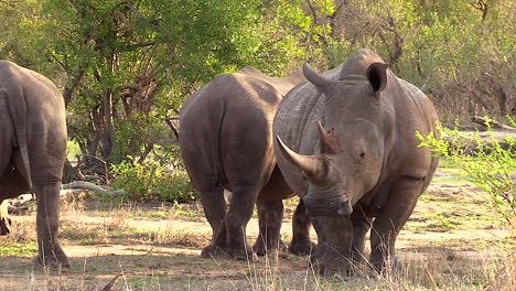 Rinoceronte-Blanco-Del-Sur-En-El-Gran-Parque-Nacional-Kruger,-áfrica