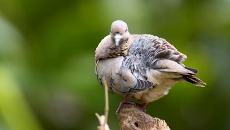Close-up-shot-of-a-beautiful-eared-dove-preening-its-feathers-while-standind-on-a-rock