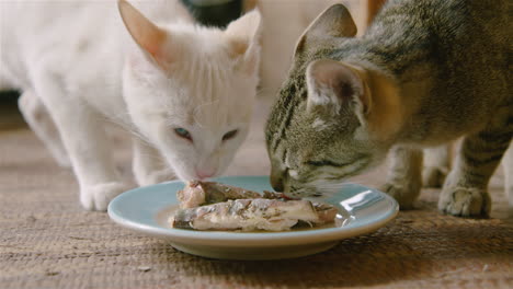 House-cats-approach-and-eat-plate-of-fish-on-floor,-close-up