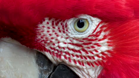 Extreme-close-up-of-a-red-and-green-macaw-eye-and-red-plumage