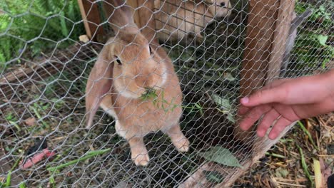 Die-Hand-Eines-Kindes,-Das-Ein-Kaninchen-In-Seinem-Käfig-Füttert