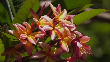 Schöne-Frangipani-Blüten-An-Einem-Schönen-Sonnigen-Tag
