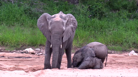 Zwei-Junge-Elefanten-Spielen-Im-Sand,-Während-Ihre-Mutter-Auf-Der-Suche-Nach-Wasser-Ein-Loch-In-Den-Sand-Gräbt