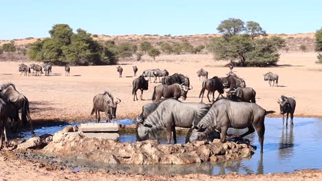 A-confusion-of-Wildebeest-congregate-at-man-made-desert-watering-hole