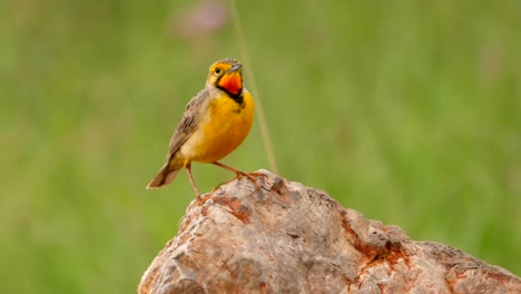 Orange-Throated-Longclaw-with-background-blurred,-close-up,-on-rock