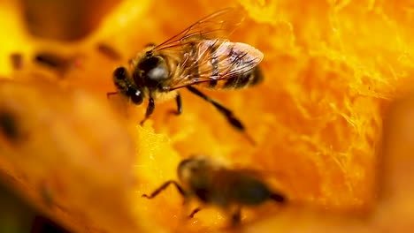 Bienenhaltung,-Verarbeitung-Zu-Honig,-Von-Der-Mango,-Im-Tropischen-Wald