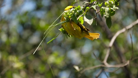 Close-up-shot-of-a-male-Southern-Masked-Weaver-building-his-nest-on-a-low-hanging-branch