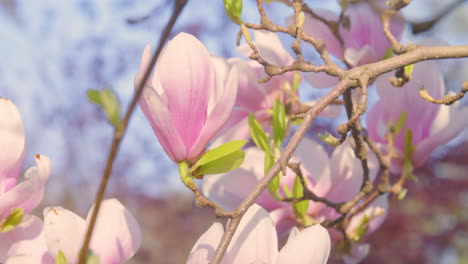 Kirschblüten-Hautnah-An-Einem-Sonnigen-Frühlingsmorgen
